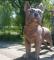 Hond Beelden Super Groot 160cm 340005